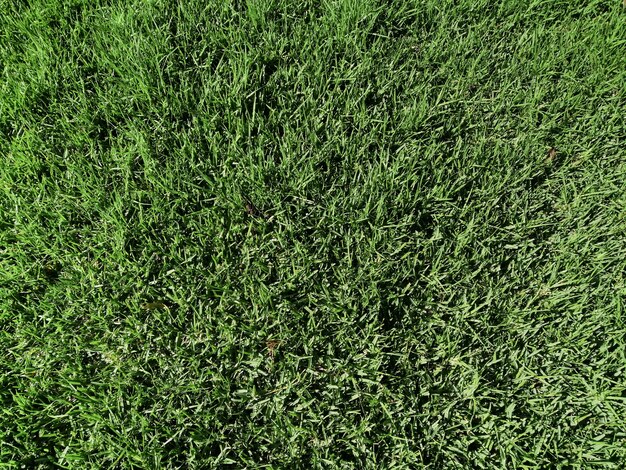 Natural grass texture background