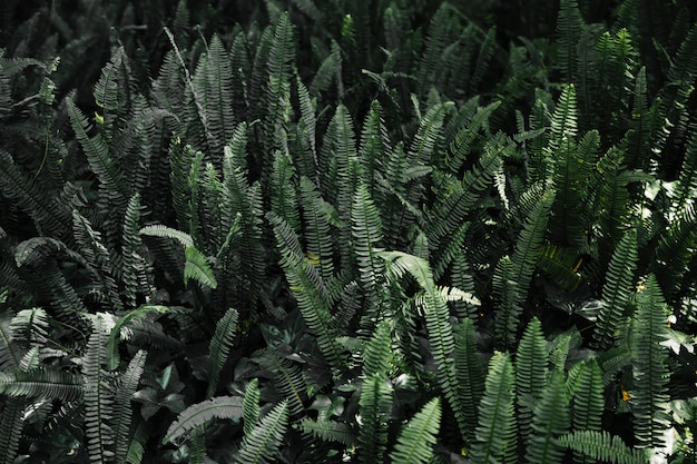 Бесплатное фото Естественный зеленый папоротник в лесу