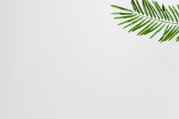 Natural green palm leaves on the corner of the white background