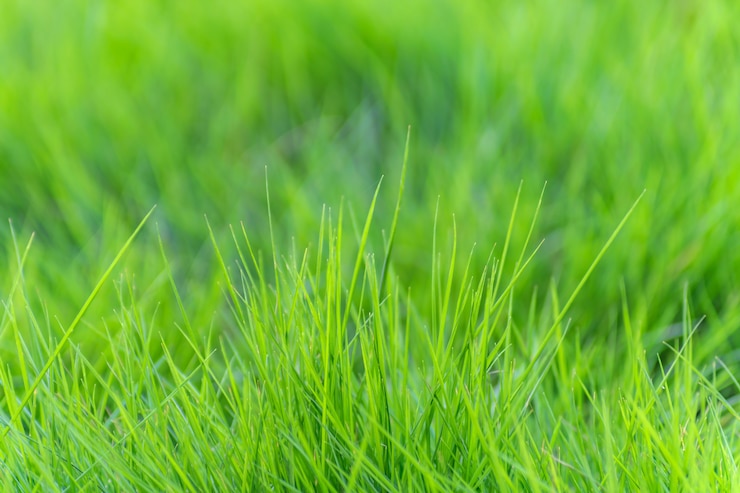 無料Photo 自然の風景光の緑の植生