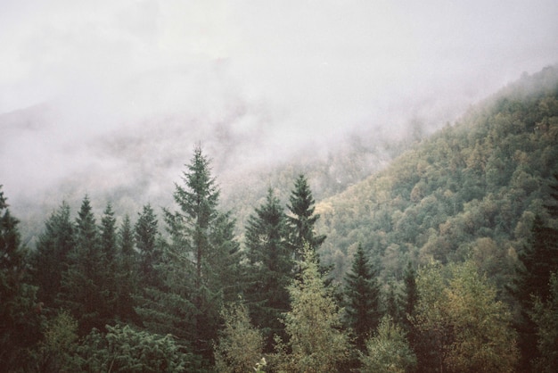 Natural landscape of mountains and forest