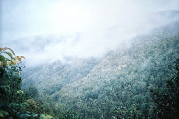 山と森の自然の風景