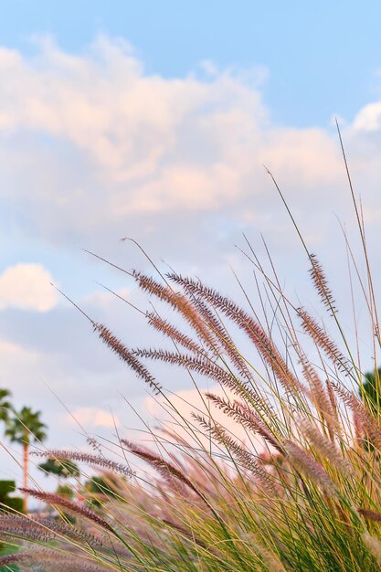 Natural landscape selective focus on the grass in the sun sunset on the coast of Turkey Vertical frame background idea or screen wallpaper with space for text