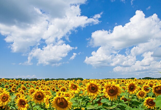 natural landscape of sunflowers field on sunny day