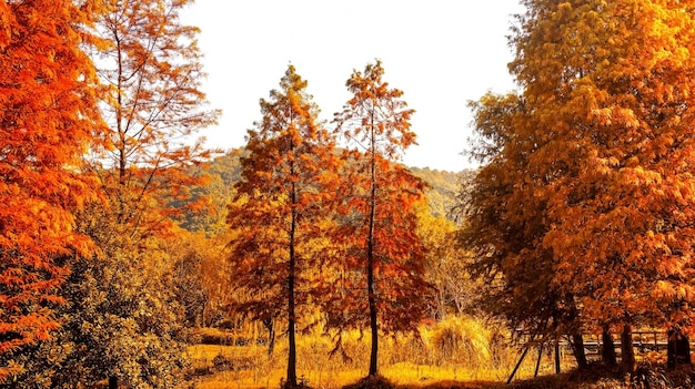 Natural landscape in warm colors