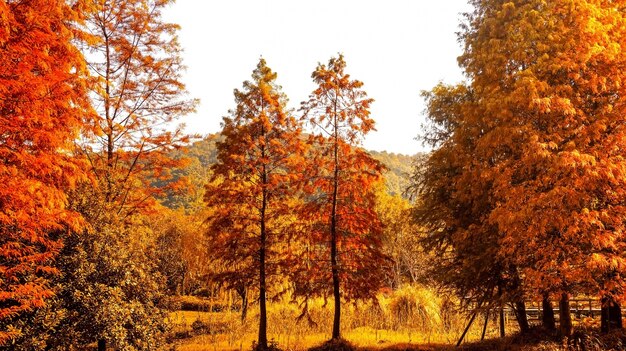 Natural landscape in warm colors