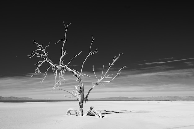 Foto gratuita paesaggio naturale con albero secco