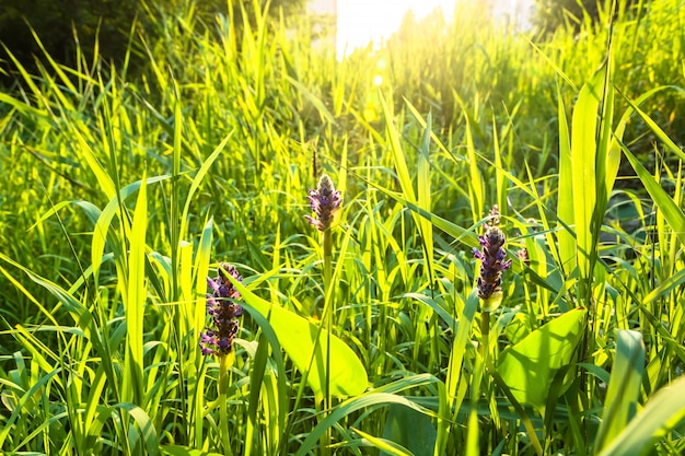 Бесплатное фото Природный пейзаж с фиолетовыми цветами