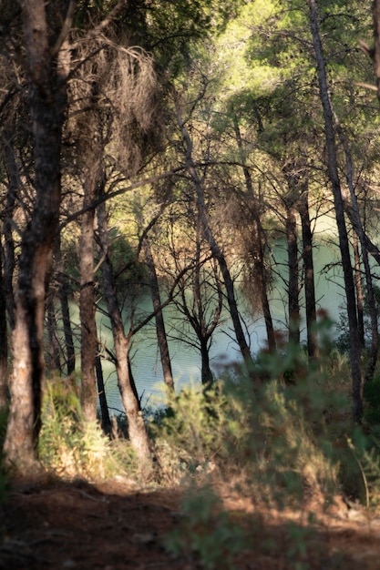 Natural landscape with trees and river