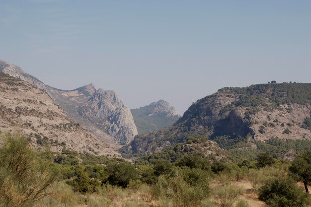 Natural landscape with trees