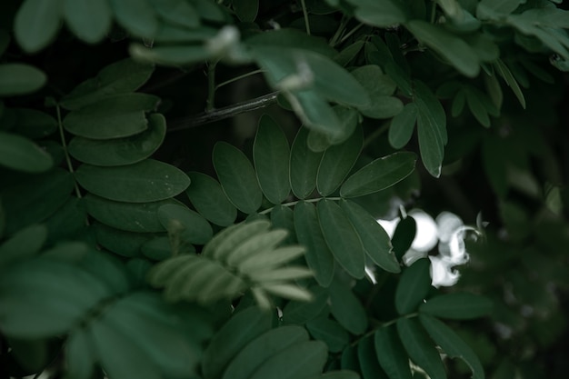 アカシアの自然の葉。暑い気候における植生の概念。