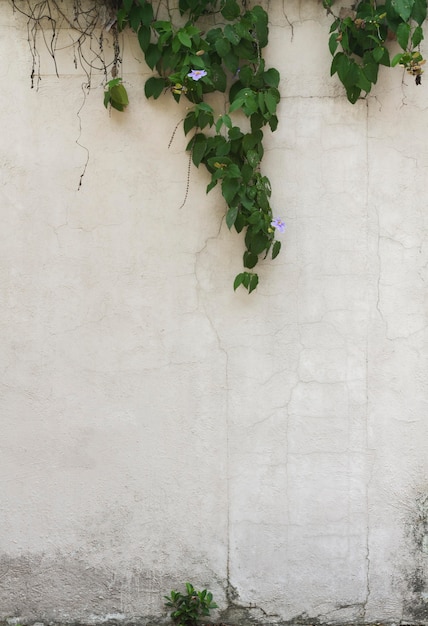 자연 잎 및 복사 공간 벽 배경