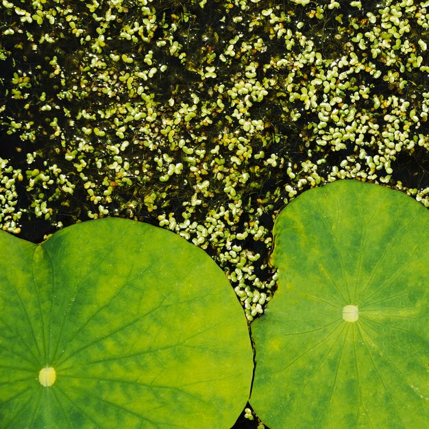 Natural lotus leaves and duckweed background