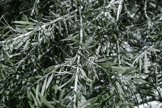 천연 올리브 나무 잎. 더운 기후의 식물 개념.