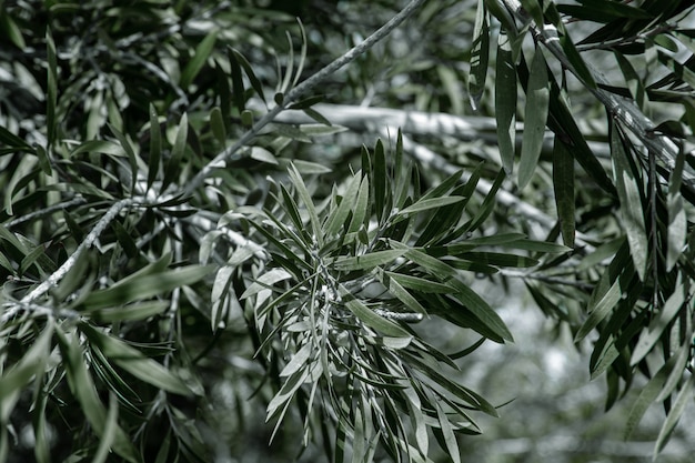 Натуральные листья оливкового дерева. Концепция растительности в жарком климате.