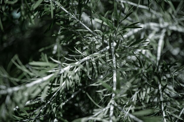 Natural olive tree leaves
