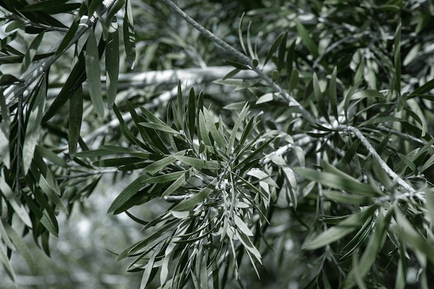 Natural olive tree leaves