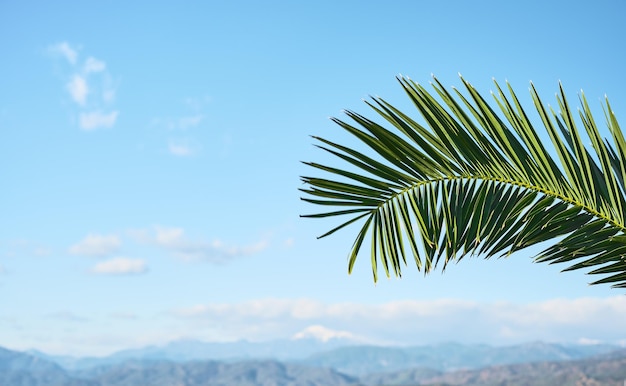 Foglie di palma naturale contro il cielo blu e le montagne innevate vacanze vacanza cartolina concetto sfondo naturale