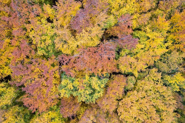 Natural pattern of autumn colored forest