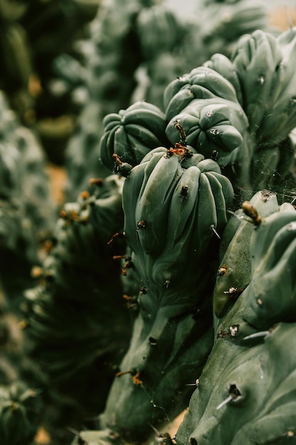 Free photo natural pattern of a succulent plant