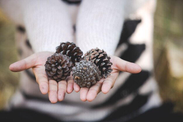 Natural pine cones in hand