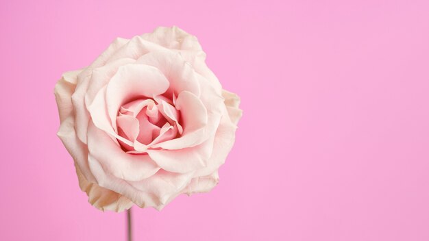 コピースペースを持つ自然のピンクのバラ