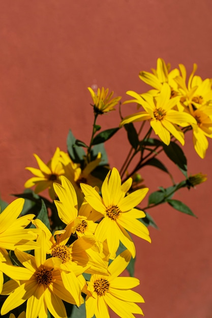 Natural plant arrangement on monochromatic background