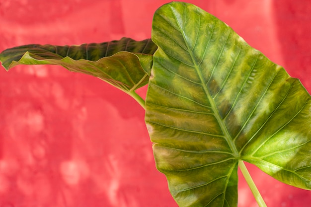 Natural plant arrangement on monochromatic background