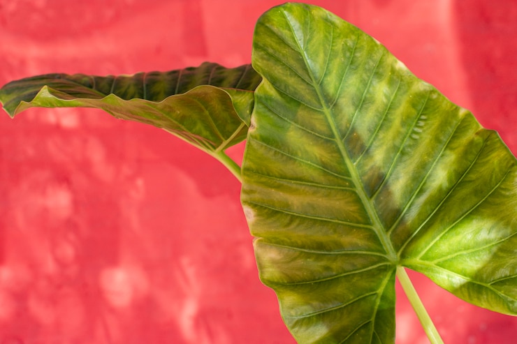 無料Photo 単色の背景に自然な植物の配置