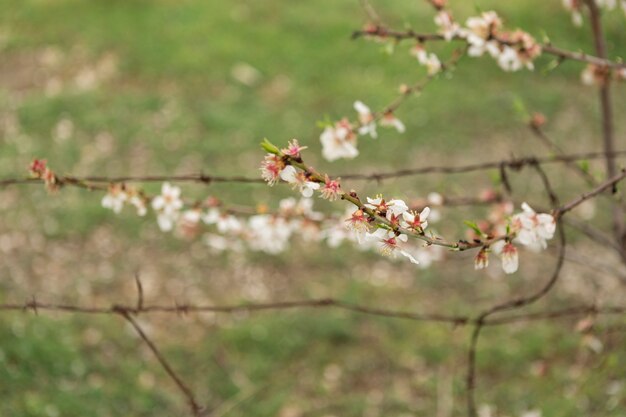 Natural scene of twigs in bloom and blurred background