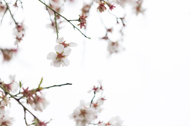 Natural scene with pretty almond blossoms and blurred background