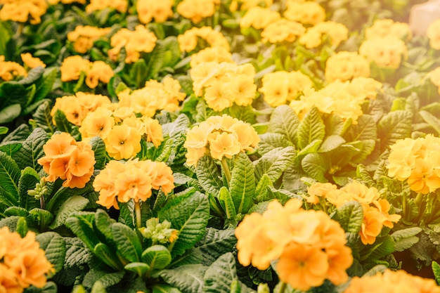 Free photo natural summer background with yellow flowers