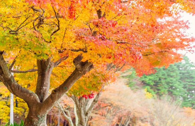 natural sunbeams brown fall landscape