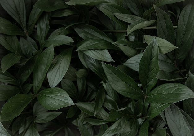 Natural surface with peony bush foliage copy space