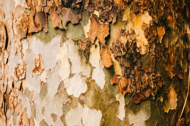 Natural tree texture