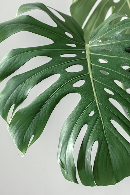 Natural tropical monstera leaves in daylight.