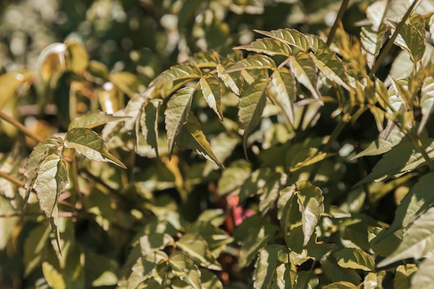 Foto gratuita texture della vegetazione naturale