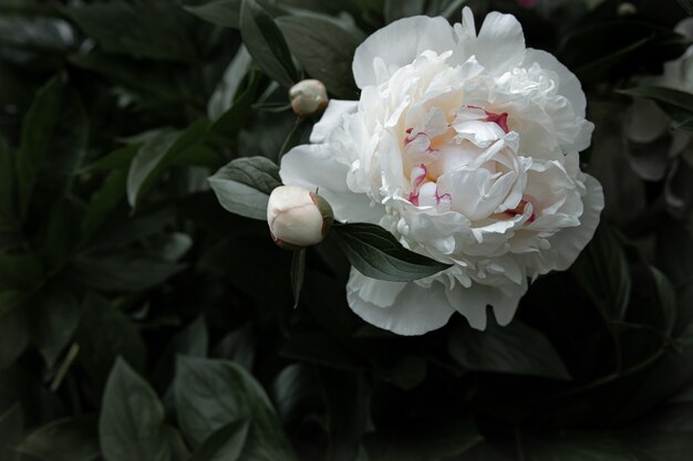 Natural white peony among the leaves copy space