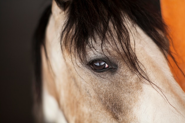 Foto gratuita la natura e gli animali