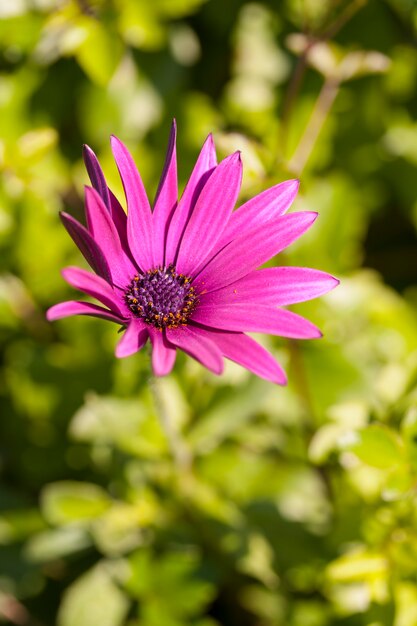 Page 6 | Echinacea Flower Images - Free Download on Freepik Page 6 | Echinacea Flower Images - Free Download on Freepik