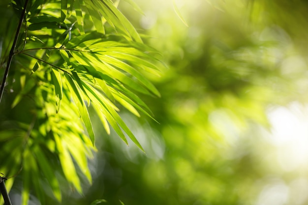 Free photo nature background green foliage of bamboo leaves with bokeh and sunlight