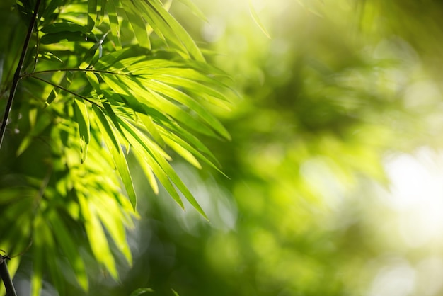 Bokeh와 햇빛 대나무 잎의 자연 배경 녹색 단풍