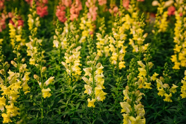 노란 꽃 antirrhinum majus의 자연 배경