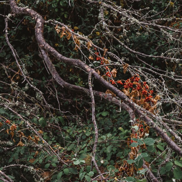 Nature concept with branches