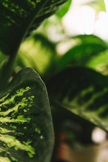 Foto gratuita concetto di natura con foglia verde tropicale