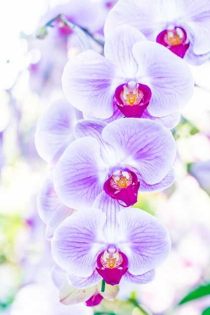 自然の花の花コチョウラン花弁