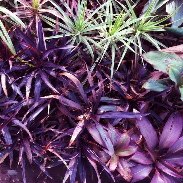 Nature Garden Leaves Background