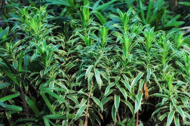 Nature Garden Leaves Background