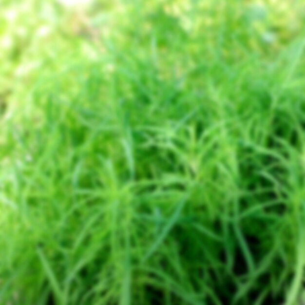 Nature Garden Leaves Blur Background