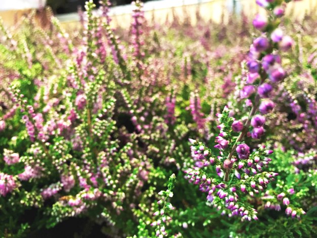 自然の野生植物のコンセプト